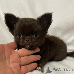 Photo №4. Je vais vendre chihuahua en ville de Sydney. éleveur - prix - 678€