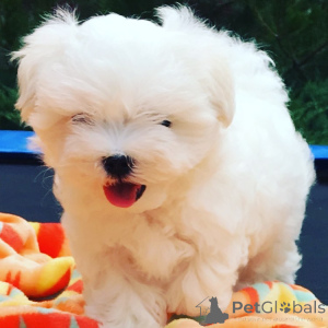 Photo №1. bichon maltais - à vendre en ville de Герона | 500€ | Annonce №143399