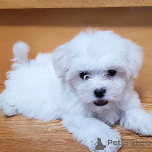 Photo №1. bichon maltais - à vendre en ville de Innsbruck | 351€ | Annonce №107557