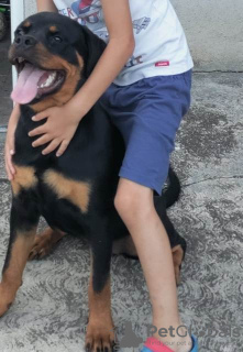 Photo №4. Je vais vendre rottweiler en ville de Belgrade.  - prix - négocié