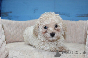 Photo №1. maltipu - à vendre en ville de Berlin | 900€ | Annonce №149815