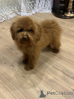 Photo №4. Je vais vendre caniche (jouet) en ville de Kiev. annonce privée, de la fourrière, éleveur - prix - 1000€