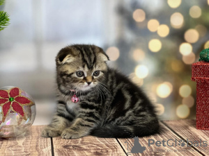 Photo №2 de l'annonce № 100501 de la vente scottish fold - acheter à USA annonce privée