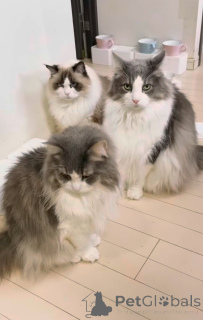 Photo №1. chat des forêts norvégiennes - à vendre en ville de Grossier | 700€ | Annonce № 163021