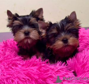 Photo №1. yorkshire terrier - à vendre en ville de Акаа | 340€ | Annonce №123772