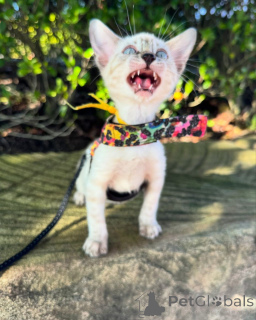 Photo №1. bengal - à vendre en ville de Cologne | 750€ | Annonce № 152544