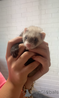 Photo №2 de l'annonce № 143772 de la vente  - acheter à L'Autriche éleveur