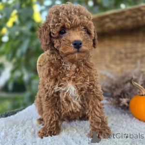 Photo №4. Je vais vendre caniche (jouet) en ville de Berlin. annonce privée - prix - 484€