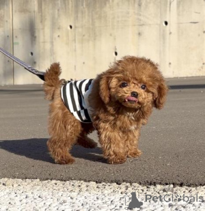 Photo №4. Je vais vendre caniche (jouet) en ville de Berlin. éleveur - prix - négocié