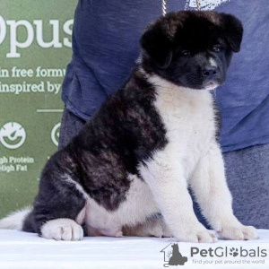 Photos supplémentaires: Chiots Akita américains