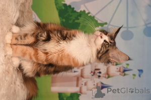 Photo №1. maine coon - à vendre en ville de Haïfa | 1594€ | Annonce № 153574