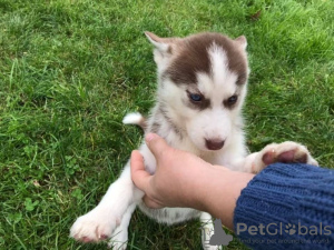 Photo №1. husky de sibérie - à vendre en ville de Varsovie | 320€ | Annonce №78222