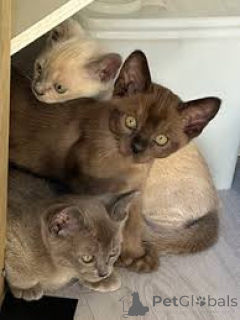 Photo №1. burmese - à vendre en ville de Varsovie | 500€ | Annonce № 168361