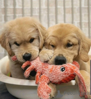 Photo №2 de l'annonce № 137790 de la vente golden retriever - acheter à Allemagne éleveur