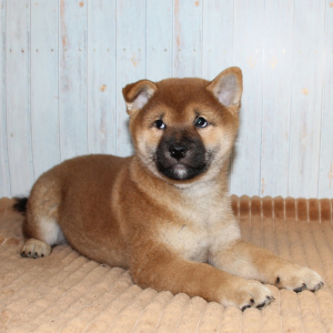 Photo №1. shiba - à vendre en ville de Tula | 1443€ | Annonce №4751