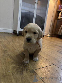 Photo №1. golden retriever - à vendre en ville de Anvers | Gratuit | Annonce №159238