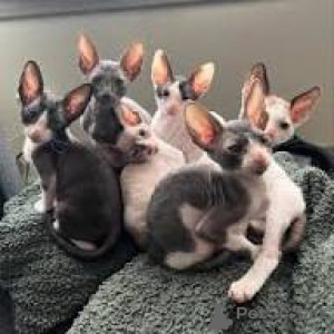 Photo №1. cornish rex - à vendre en ville de Espoo | 580€ | Annonce № 164325