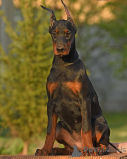 Photo №3. Chiots Doberman de 12 semaines. Allemagne