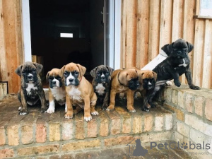 Photo №1. boxer - à vendre en ville de Berlin | Gratuit | Annonce №126322