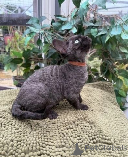 Photo №1. devon rex - à vendre en ville de Estringen | 350€ | Annonce № 147337