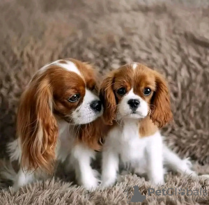 Photo №1. cavalier king charles spaniel - à vendre en ville de Helsinki | 350€ | Annonce №117312