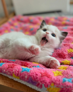 Photo №3. Chatons Ragdoll ludiques élevés avec amour et soin. Allemagne