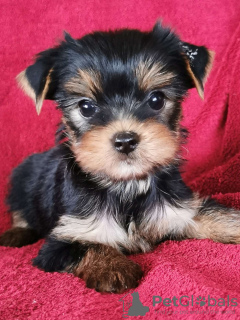 Photo №2 de l'annonce № 71738 de la vente yorkshire terrier - acheter à Allemagne annonce privée