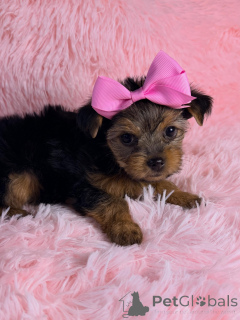 Photo №2 de l'annonce № 169423 de la vente yorkshire terrier - acheter à France éleveur