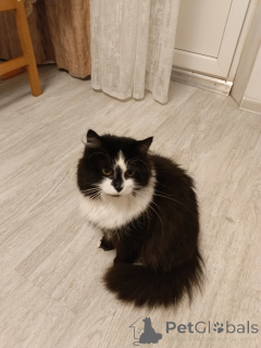 Photo №4. Je vais vendre  en ville de Moskova. annonce privée - prix - Gratuit