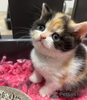 Photo №3. Les chatons Munchkin prêts pour leur nouvelle maison. La Lettonie