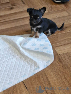 Photo №3. Chiot Chihuahua. USA