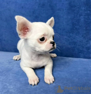 Photo №1. chihuahua - à vendre en ville de Virginia Beach | 0€ | Annonce №131726