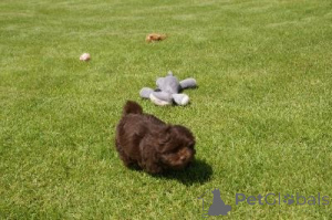 Photo №1. bolonka - à vendre en ville de Schwerzenbach | négocié | Annonce №162990