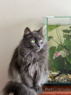 Photo №4. Je vais vendre  en ville de Minsk. annonce privée - prix - Gratuit