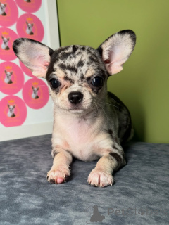 Photo №1. chihuahua - à vendre en ville de Helsinki | 500€ | Annonce №164041