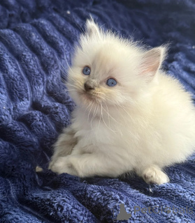Photo №1. ragdoll - à vendre en ville de Hambourg | 350€ | Annonce № 178449