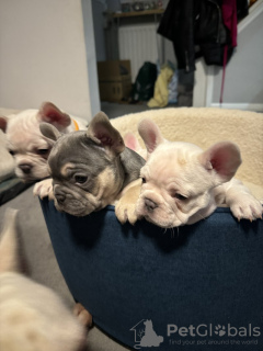 Photo №4. Je vais vendre bouledogue en ville de Leipzig. annonce privée - prix - 331€