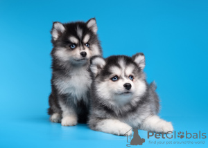 Photo №1. husky de sibérie - à vendre en ville de Nizhny Novgorod | négocié | Annonce №77240