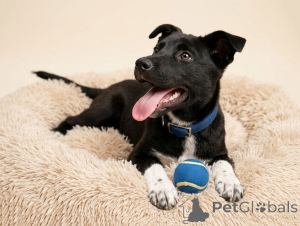 Photo №2 de l'annonce № 166395 de la vente chien bâtard - acheter à Fédération de Russie annonce privée