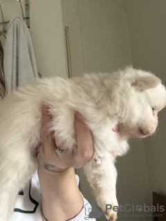 Photo №4. Je vais vendre spitz nain en ville de Texas City.  - prix - 2500€