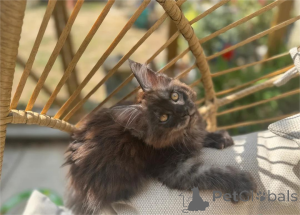 Photo №1. maine coon - à vendre en ville de Dramscell | 350€ | Annonce № 153576