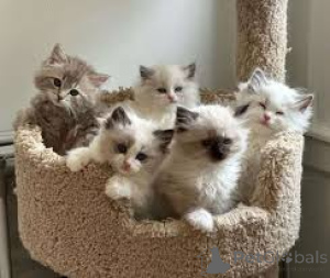 Photo №1. ragdoll - à vendre en ville de Vienne | 580€ | Annonce № 163795