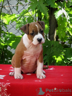 Photo №3. American Staffordshire Terrier, chiots. Serbie