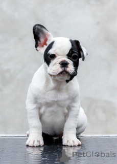 Photo №3. Les réservations de bouledogues français de qualité supérieure sont en cours !. Serbie