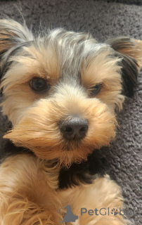 Photo №1. yorkshire terrier - à vendre en ville de Benfica | 900€ | Annonce №146026