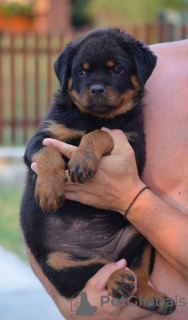 Photos supplémentaires: rottweiler