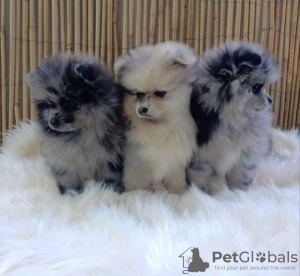 Photo №1. spitz nain - à vendre en ville de Doha | négocié | Annonce №38566