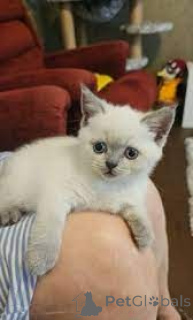 Photo №2 de l'annonce № 161075 de la vente scottish straight - acheter à La finlande annonce privée, éleveur