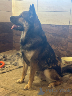Photo №2 de l'annonce № 137221 de la vente chien bâtard - acheter à Fédération de Russie 