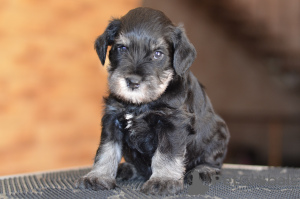 Photo №1. schnauzer miniature - à vendre en ville de Riga | négocié | Annonce №51591